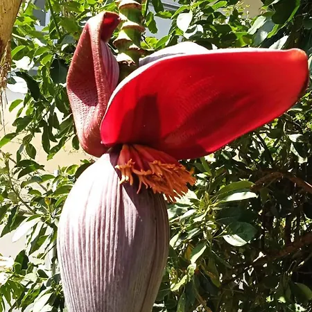 Innjoy Space غليفادا